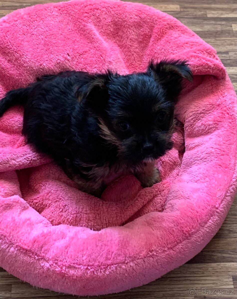 Jorkšírský teriér - 9