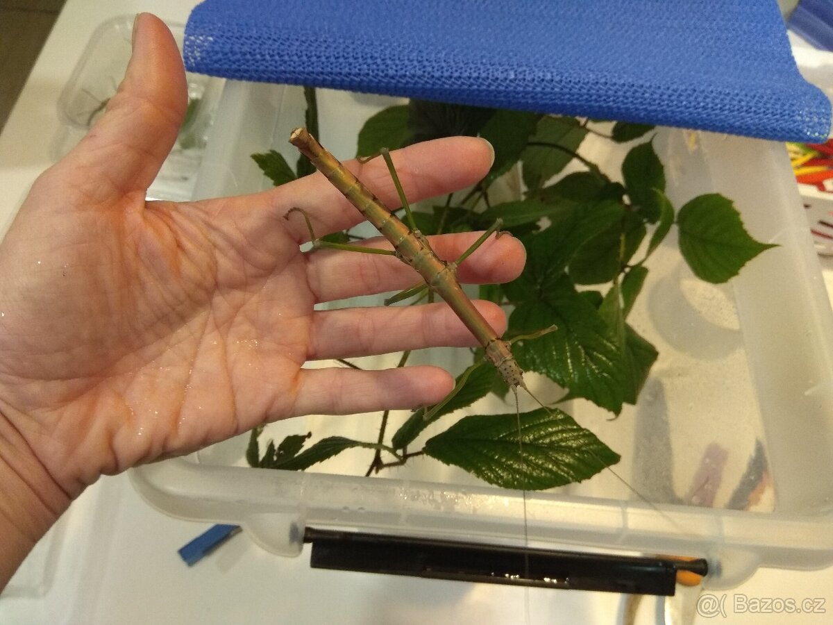 Strašilky a pakobylky - 9