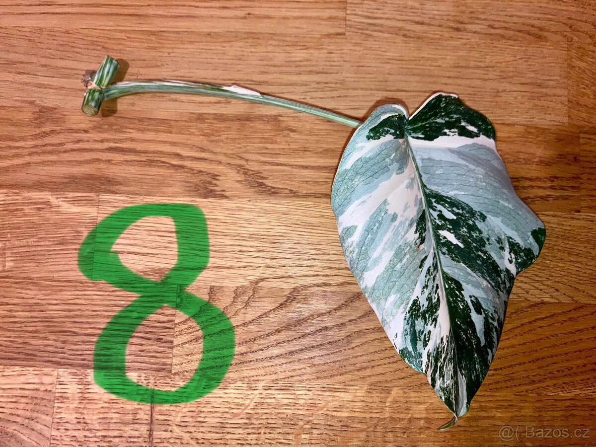 VYPRODÁNO Monstera albo variegata panašovaná bílá deliciosa - 9