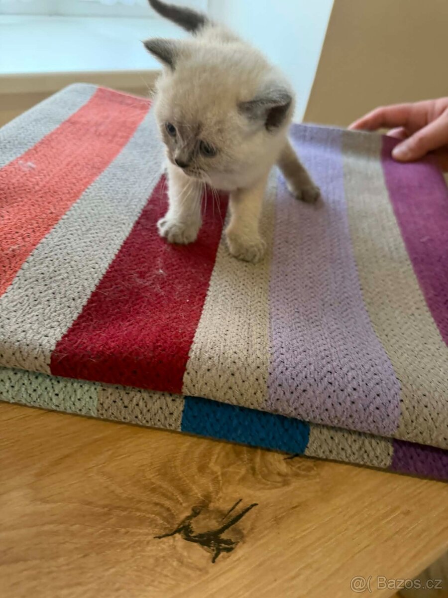 Britská koťata - 9