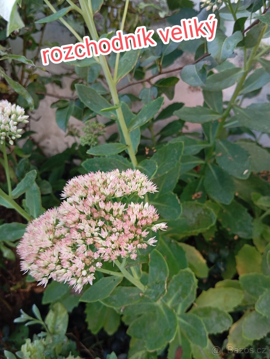 Rozchodníky, trvalky - 9