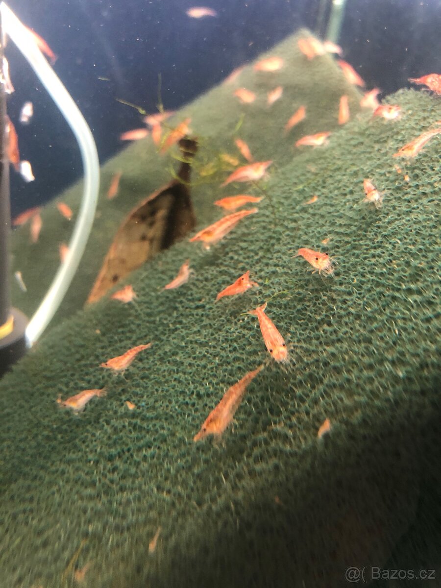 Prodej akvarijních ryb - 9