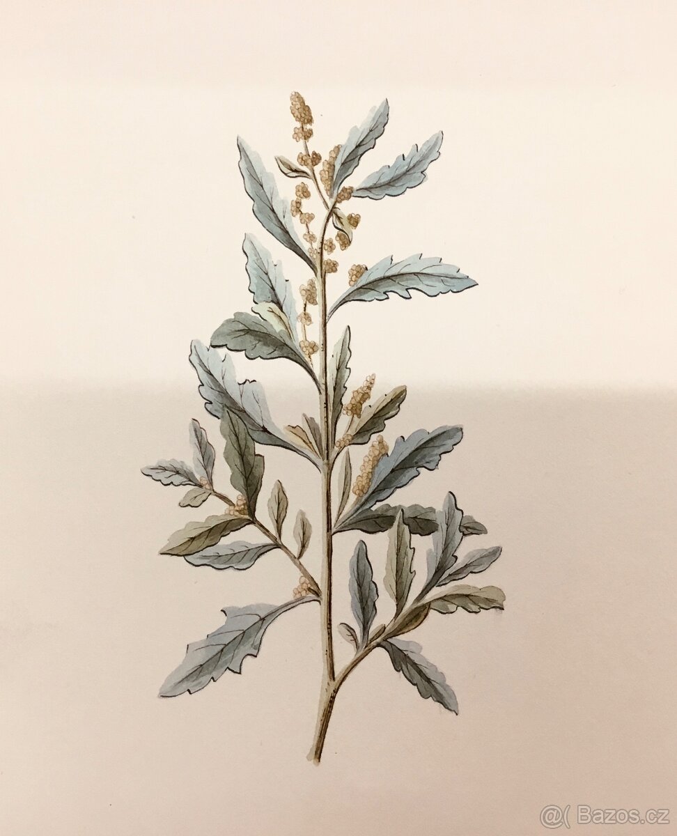 90 originalnich maleb rostlin z roku 1900 - 9