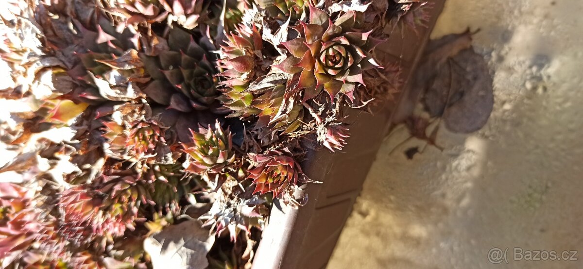 Jarní směs rostlin. - 9