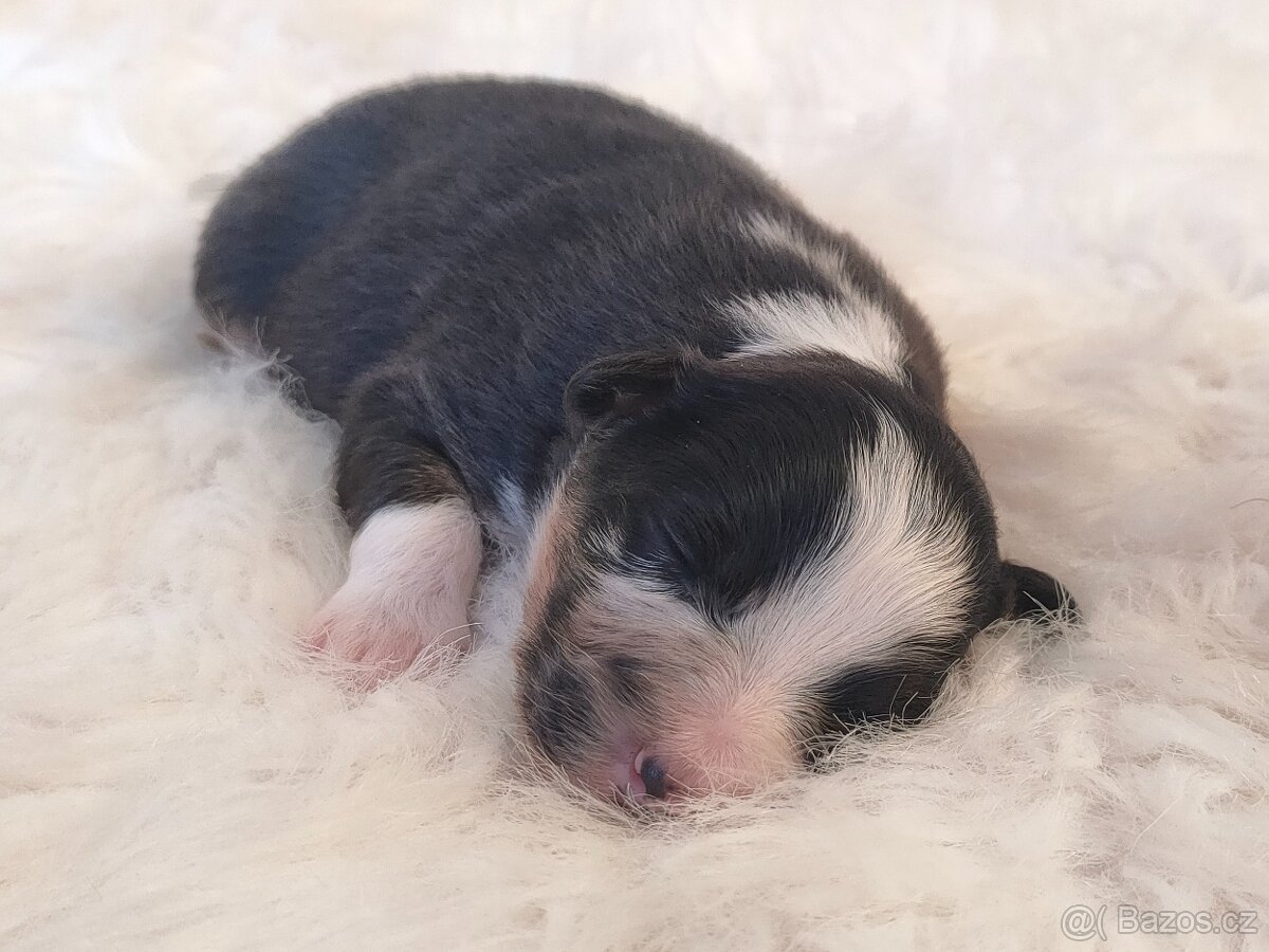 Australský ovčák s PP - fenečky k rezervaci - 9