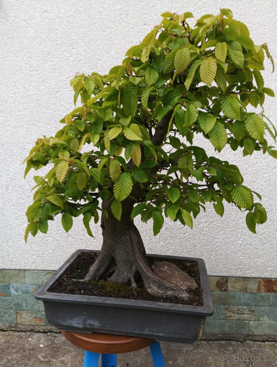 bonsai - 9