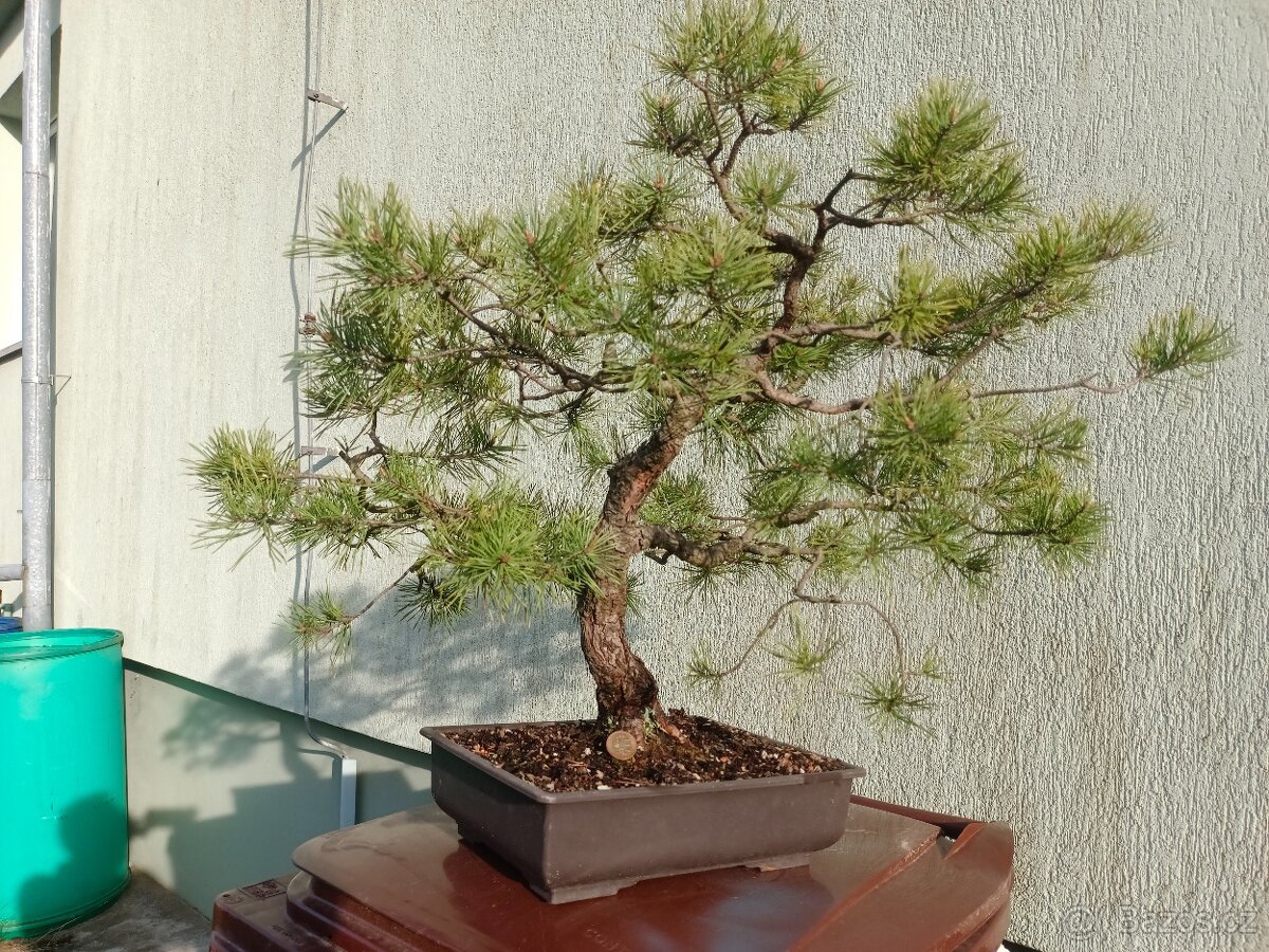 bonsai, bonsaj - 9