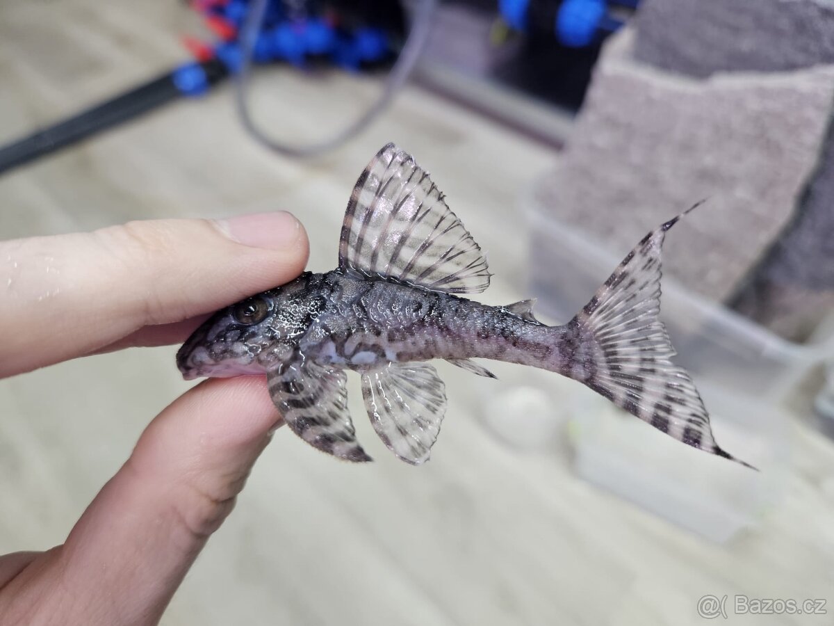 L 236 Super White - chovné páry - 9