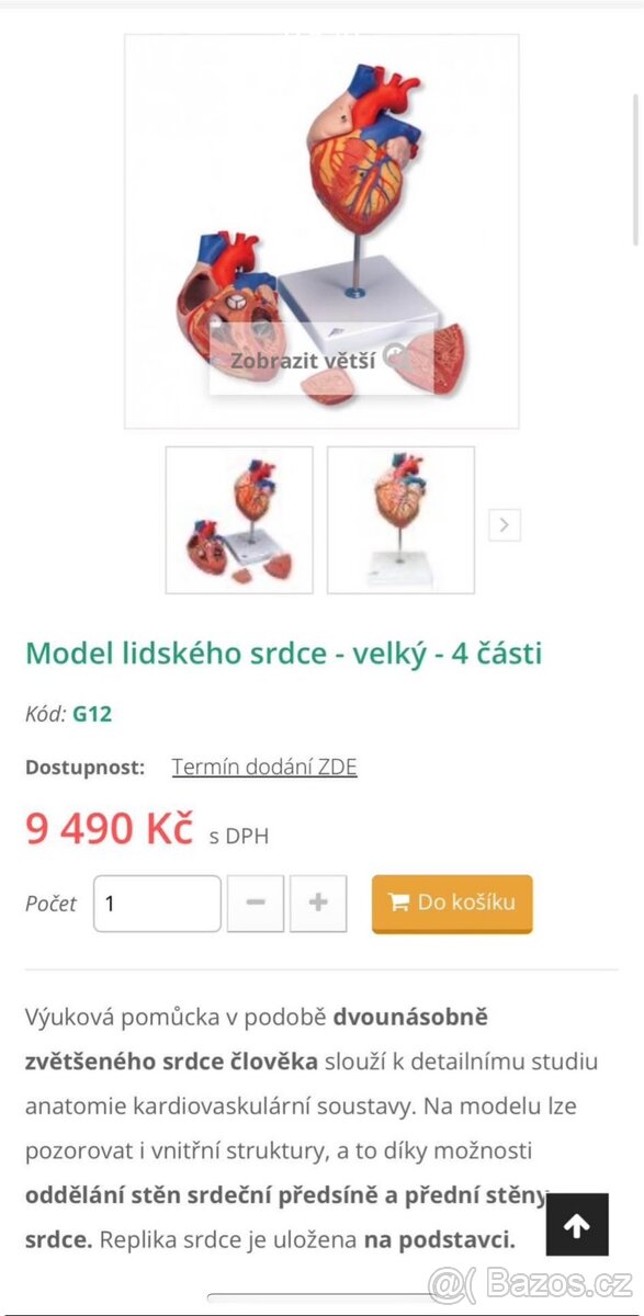 model lidské srdce - 9