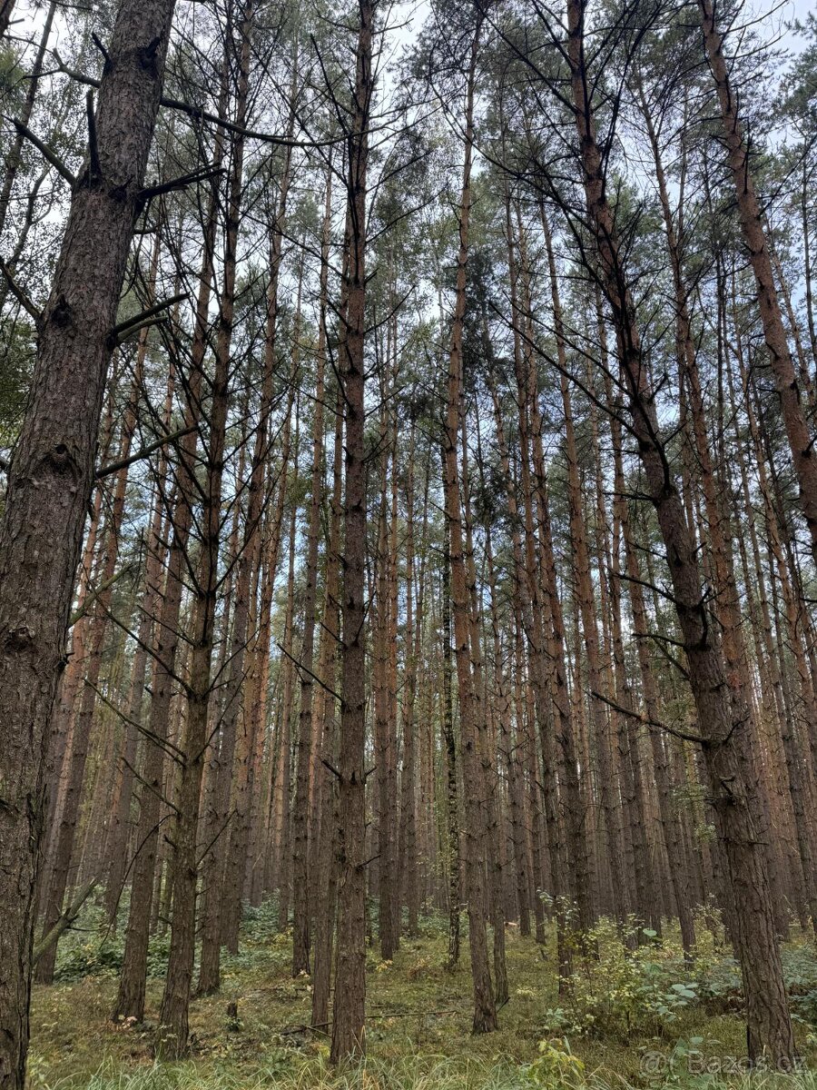 Prodám lesní pozemek v katastrálním území Žichlice u Hromnic - 9