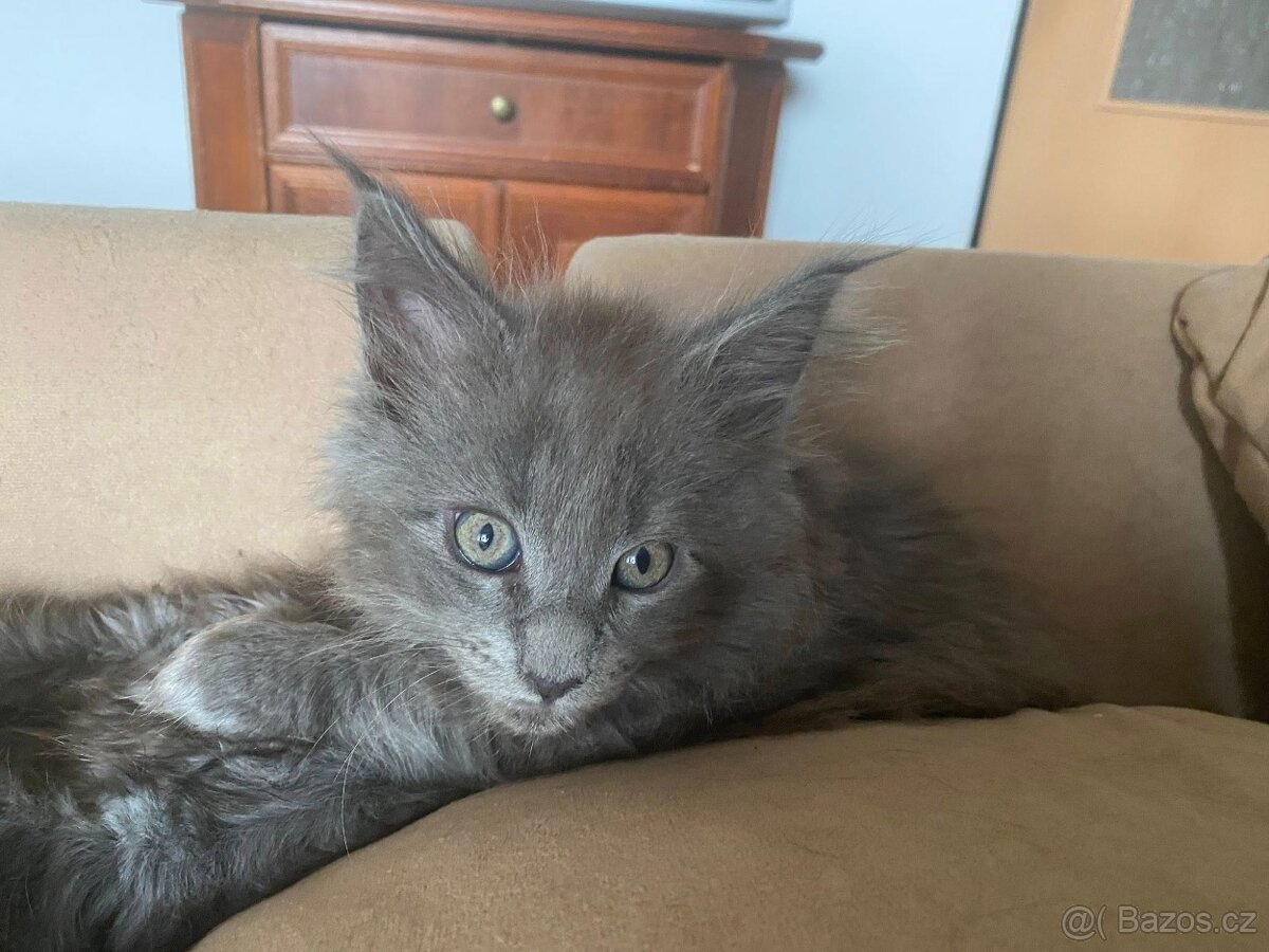 Čistokrevné mainské mývalí koťátko - blue smoked - holčička - 9