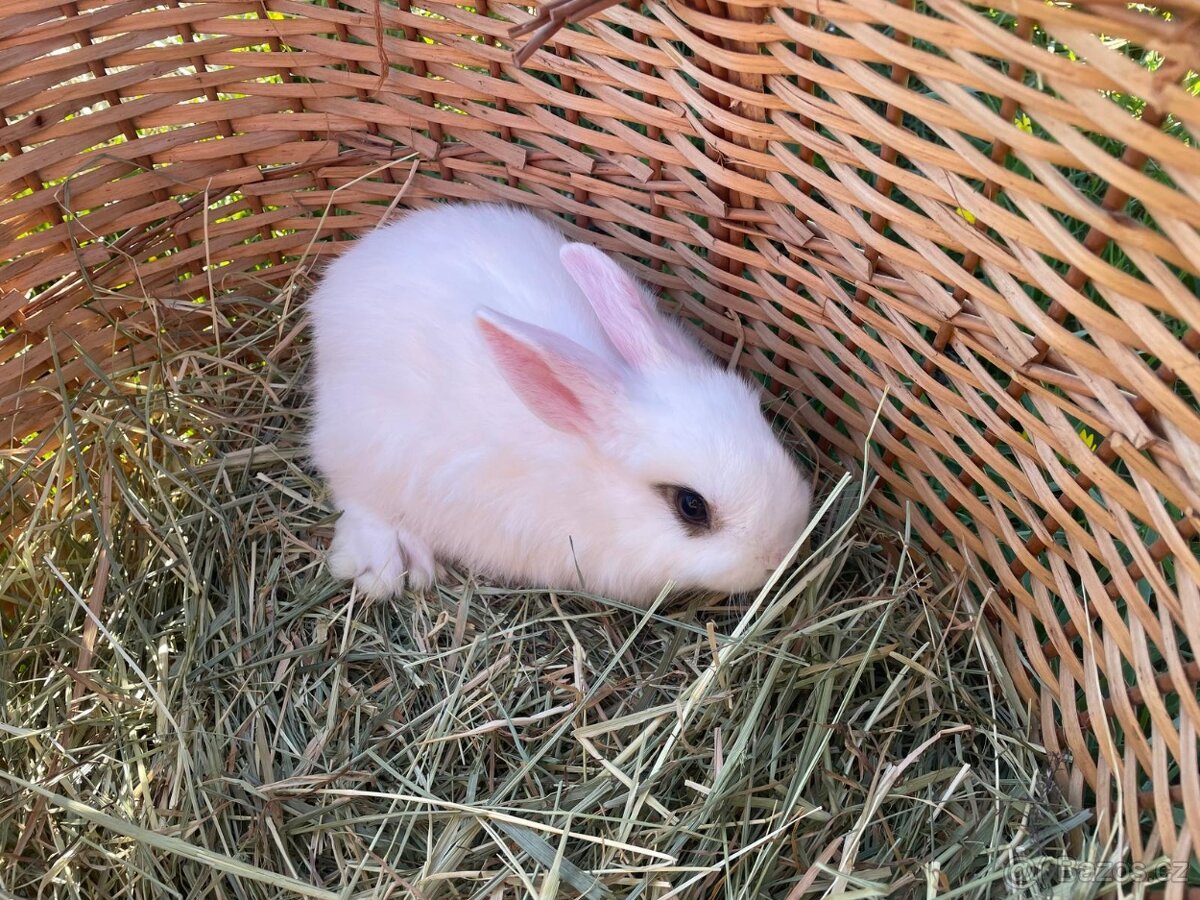 Zakrslí králíčci - 9