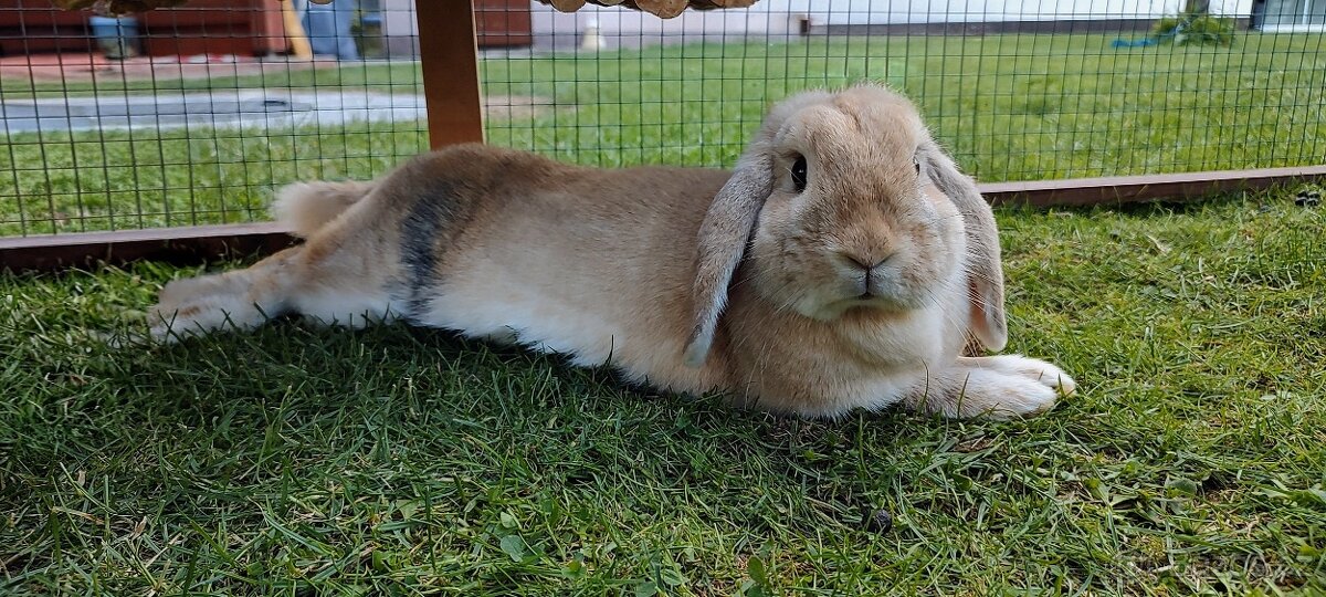Zakrslý beránek – mláďata k odběru 🐰 - 9
