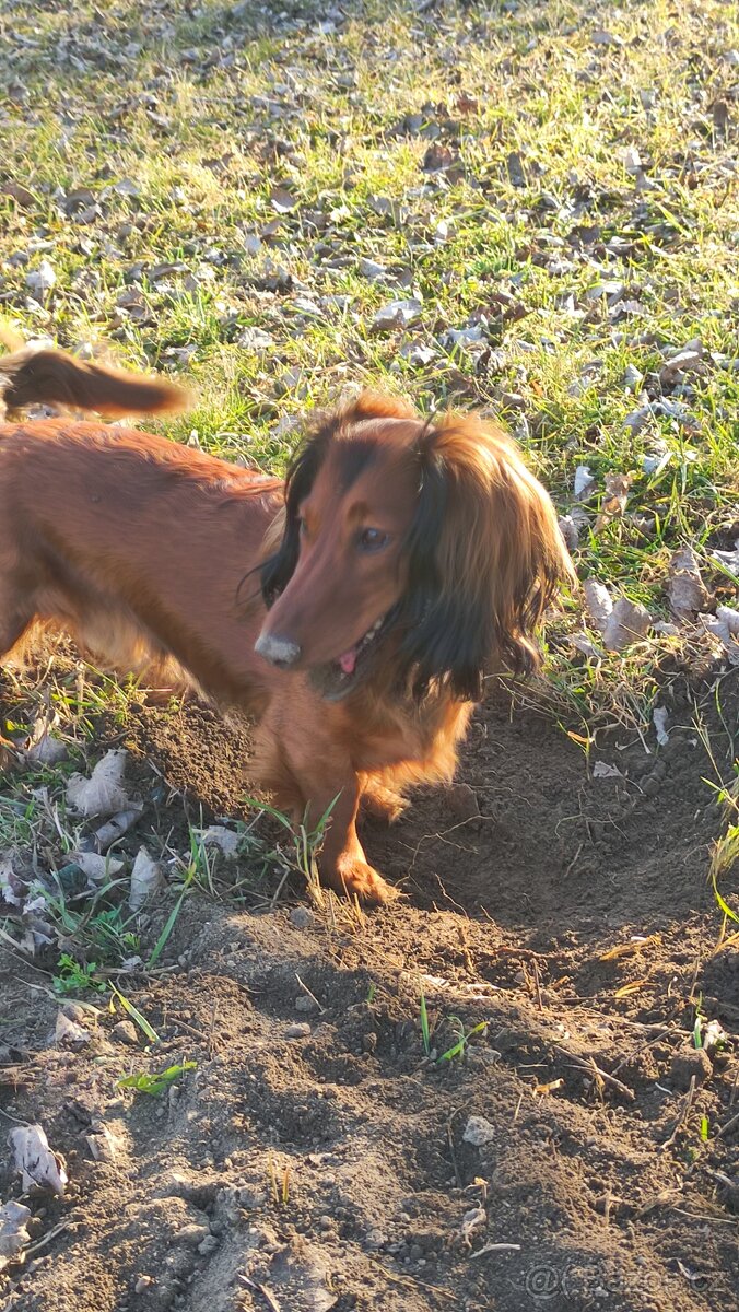 Jezevčík dlouhosrstý standard - 9