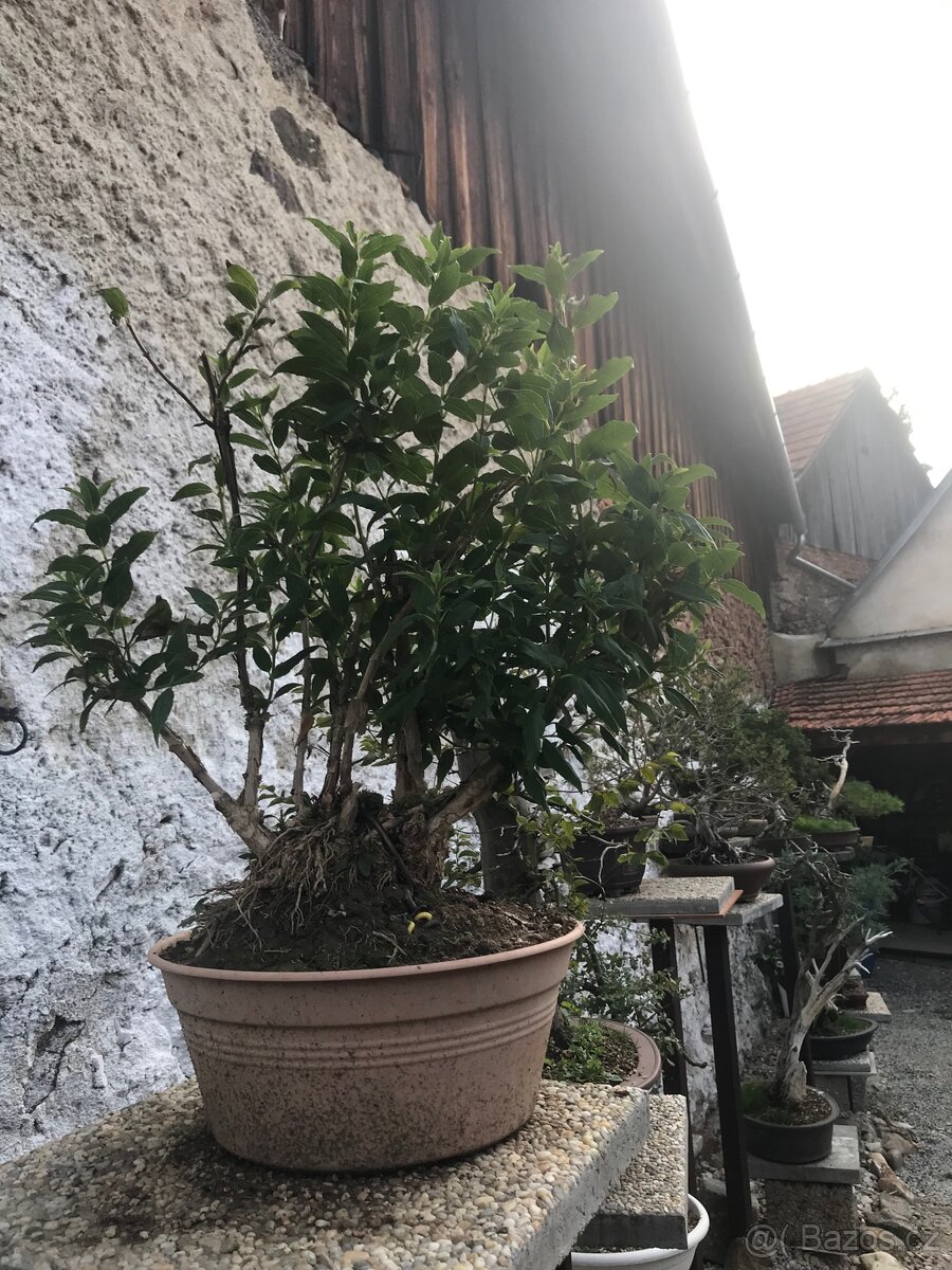 Bonsaj Bonsai - 9
