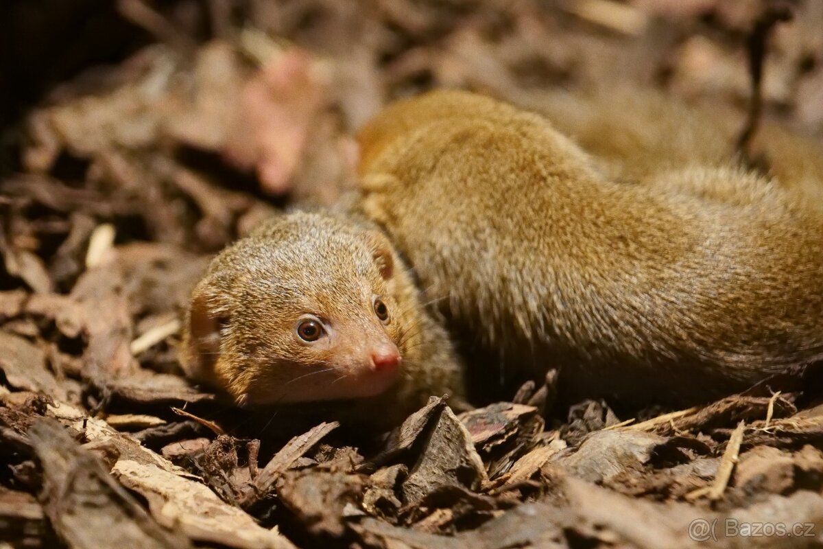 Panasonic Lumix S1 + 24/105mm - 9