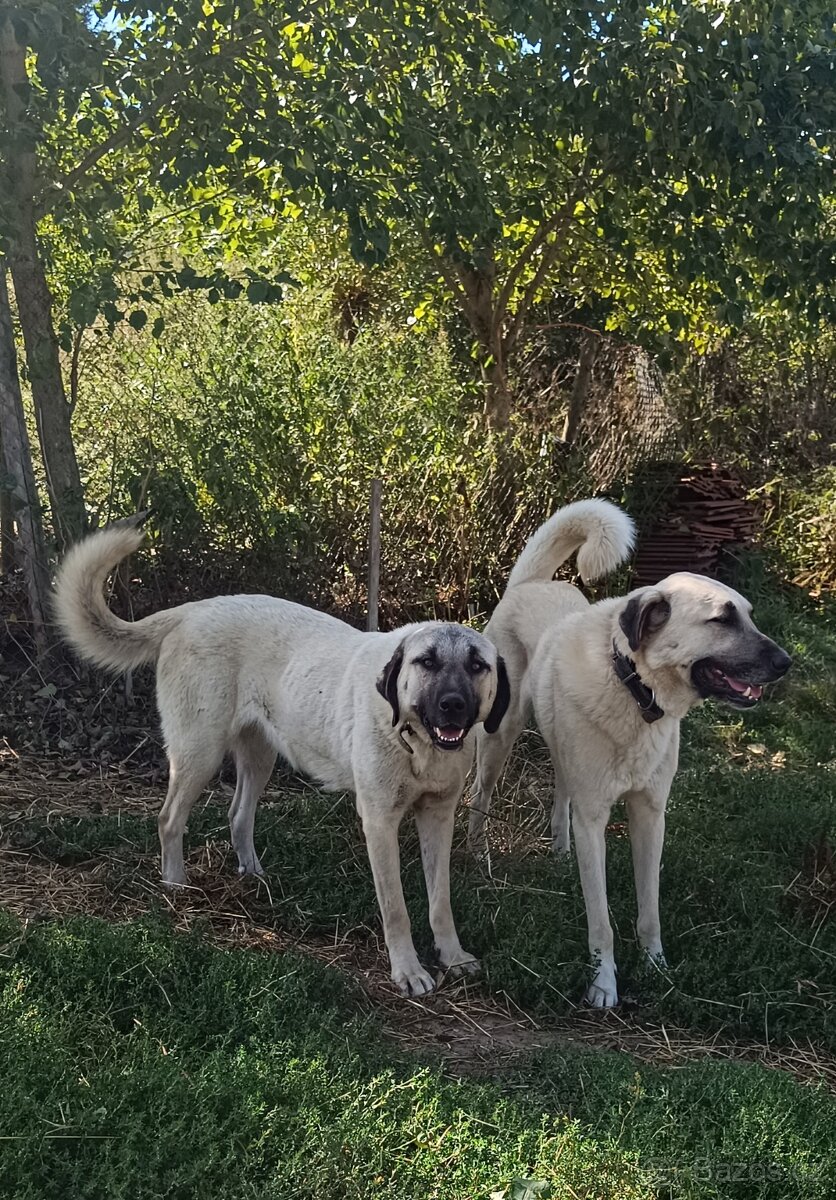 Kangalský pastevecký pes- štěňátka s pp - 9