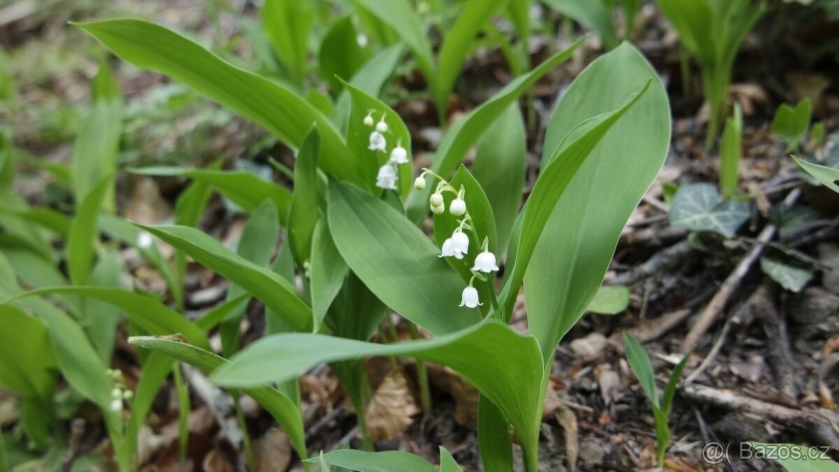 Ostřice, ibišek, huseník, orlíček, břečťan, touleň... - 9