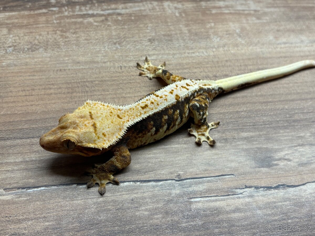 pagekon hrbolkohlavý,pagekon řasnatý - 9