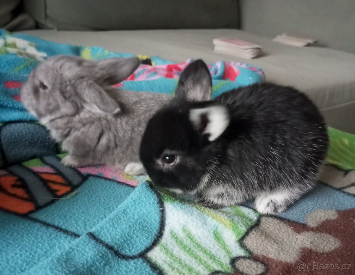 Zakrslý beránek králíček - 9