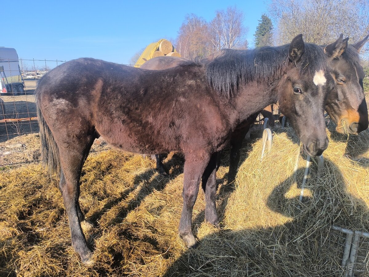 Prodám hřebečka - 9