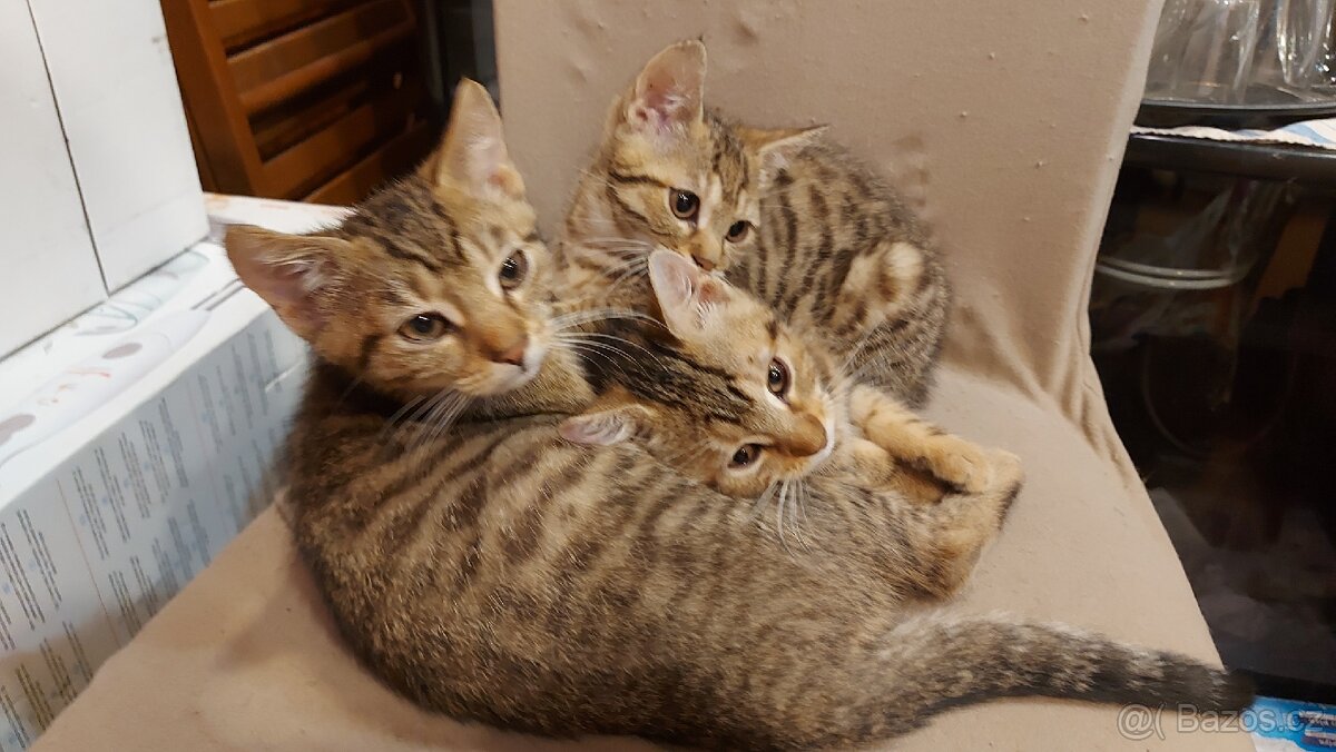 Daruji 2 koťátka (2 holky) - 9