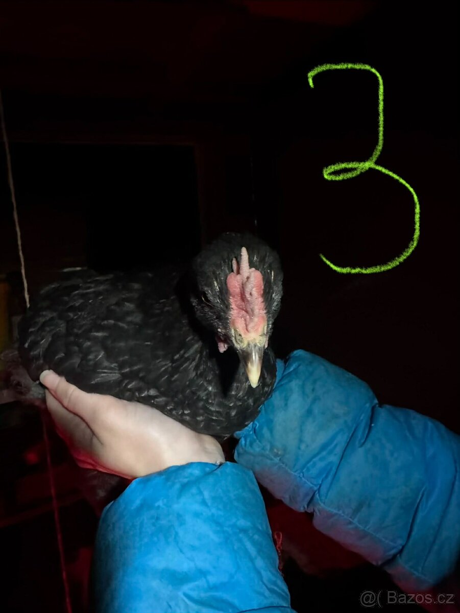 Kohouti, slepice - 9