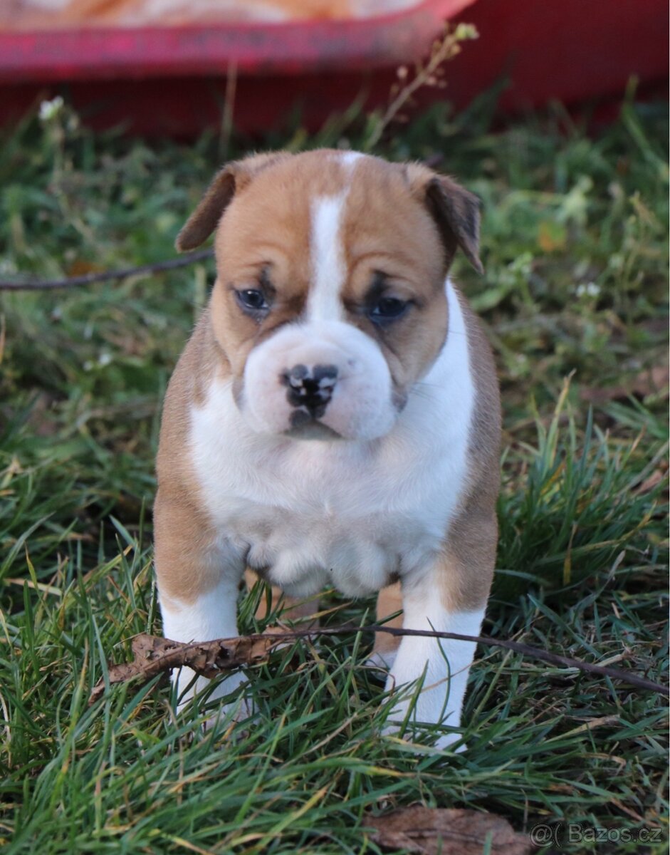 Americký stafordšírský teriér s PP fenka 1 - 9