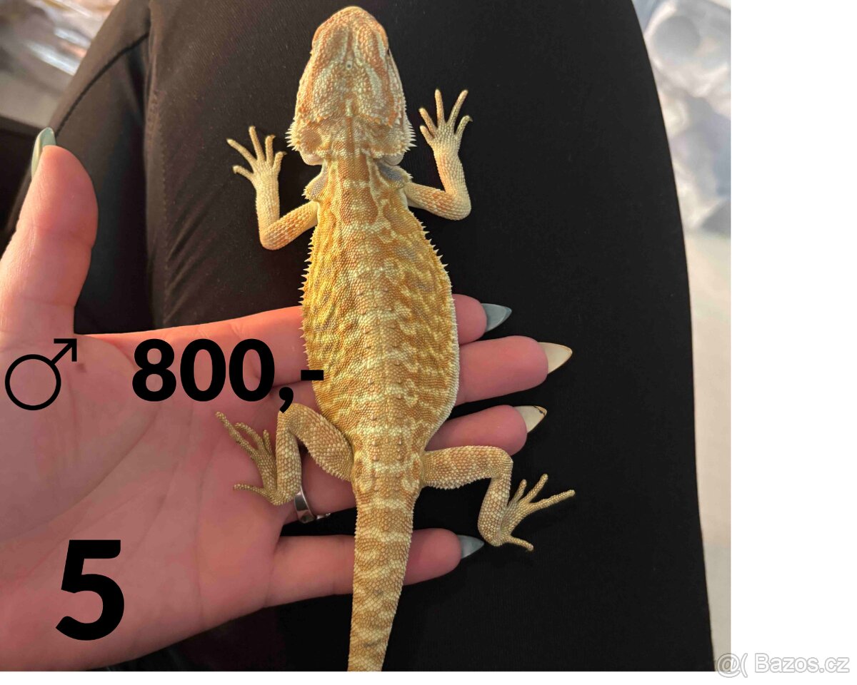 Agama vousatá - mláďata, vlastní chov - 9