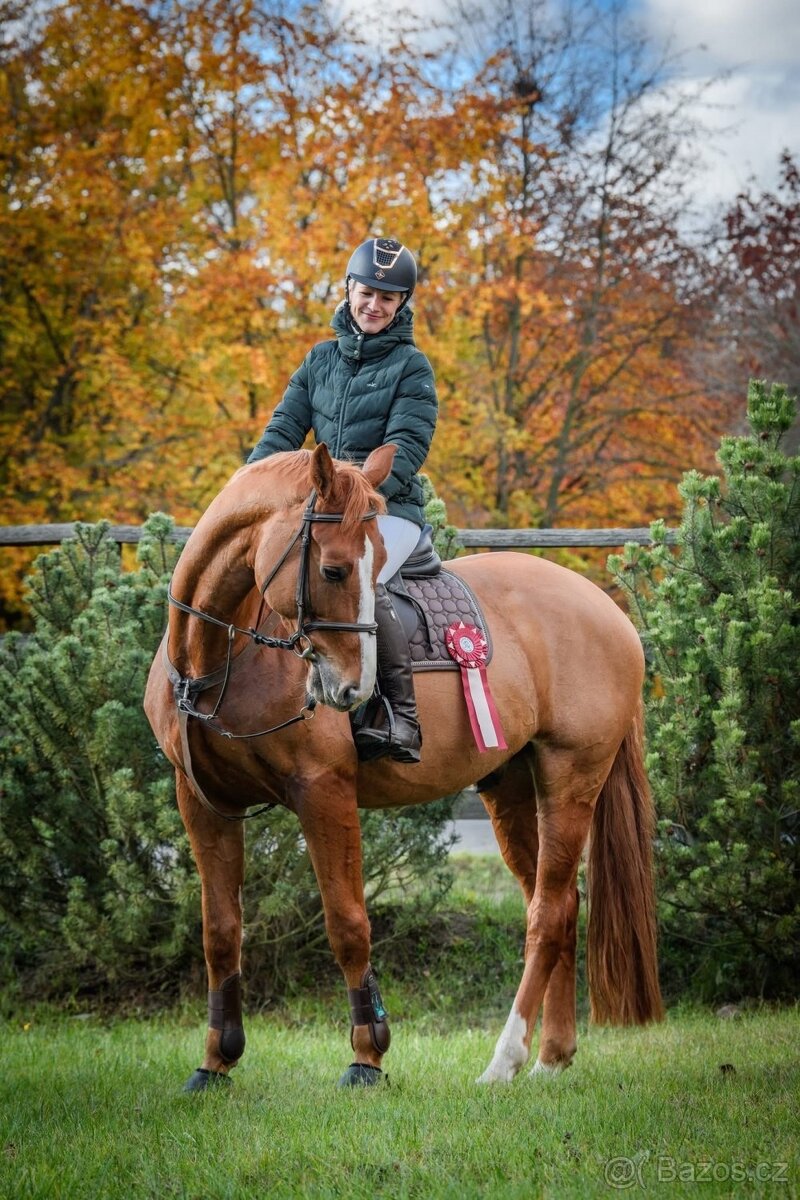 líbivý 7 letý valach po Quidam Sohn - 9