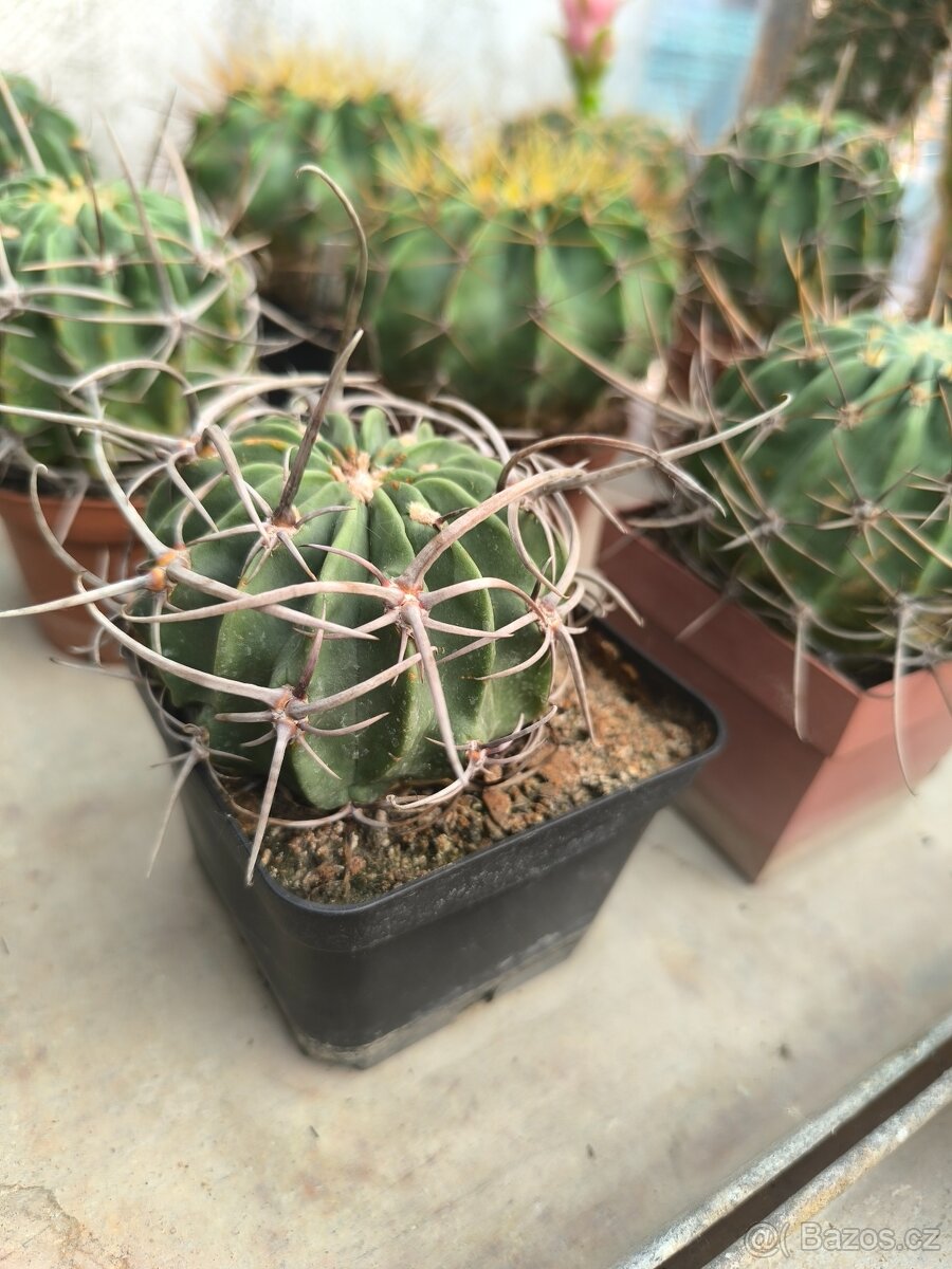 Kaktusy - 9