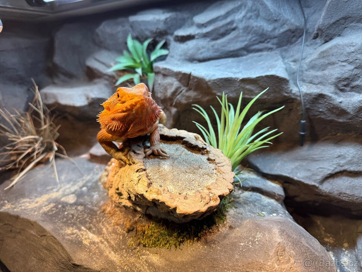 Agama vousatá SAMIČKA - 9