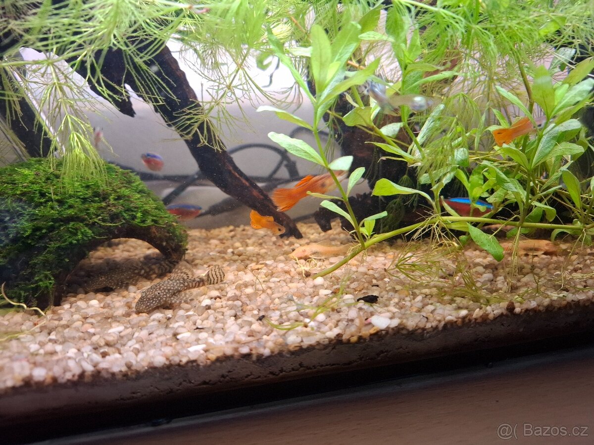 Paví očka, ancistrus, neonky - 9