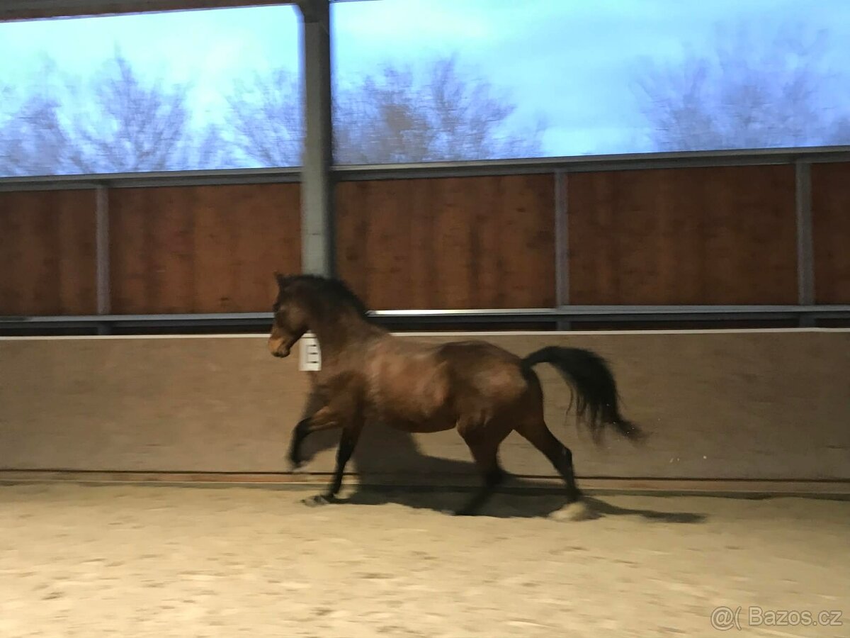 valach 9 let, 158 cm kůň pro ženu - 9