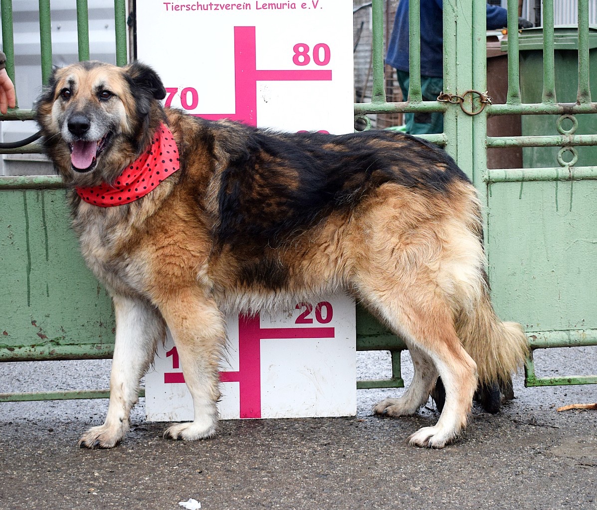 TALINN - NAJDE KONEČNĚ POHLAZENÍ A LÁSKU SVÝCH PÁNEČKŮ - 9