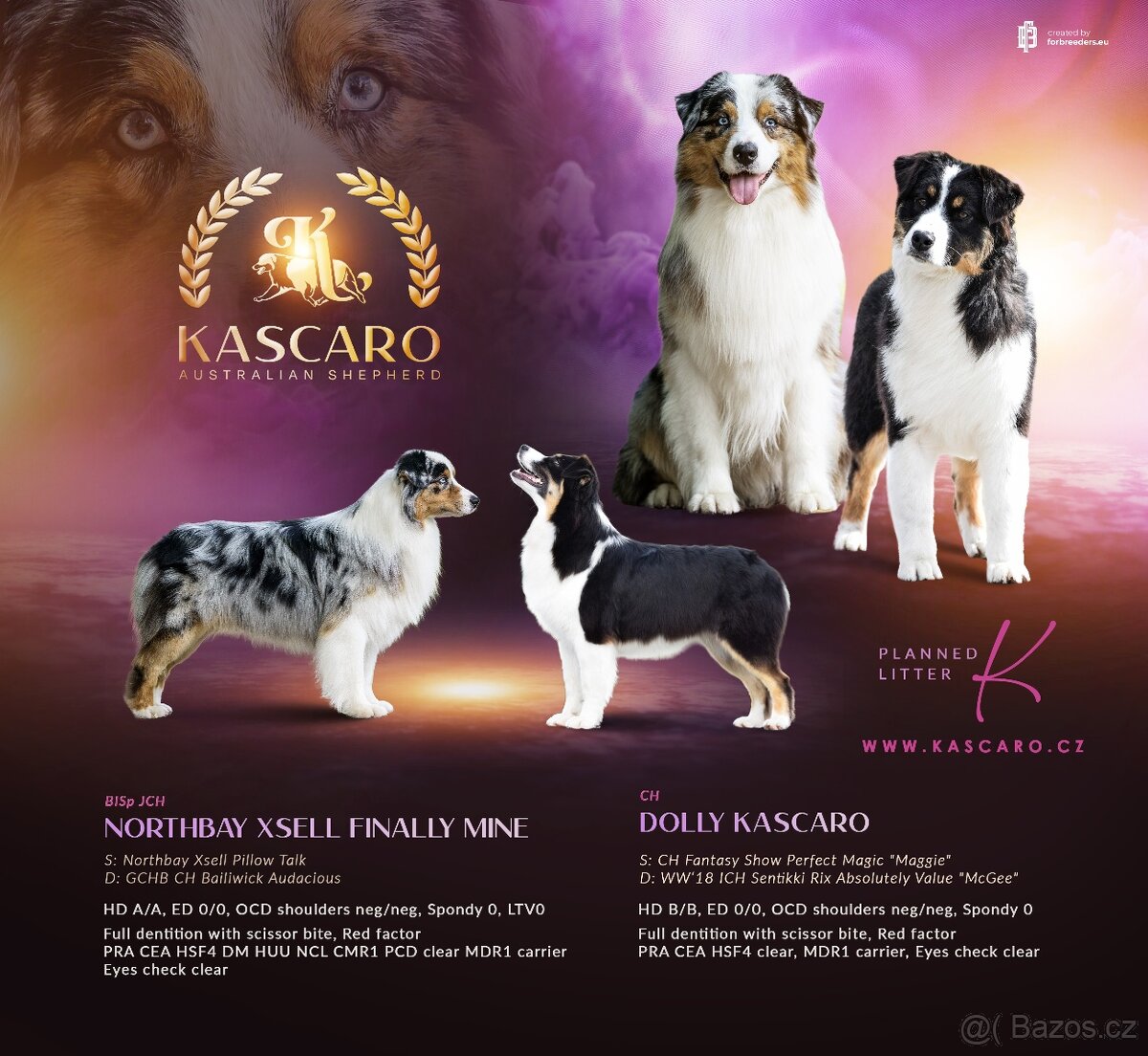 Australský ovčák s PP - 9