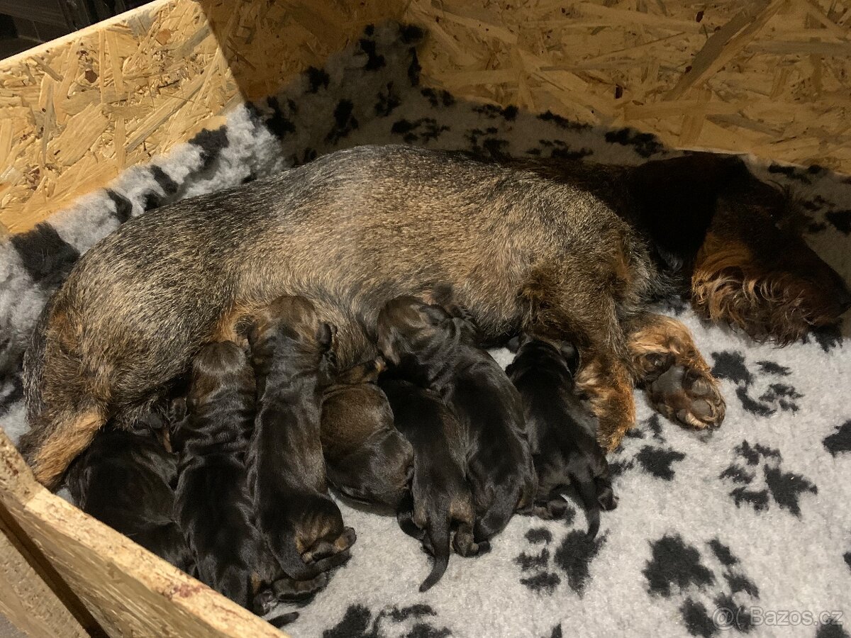 Jezevčík standard drsnosrstý s PP - 9