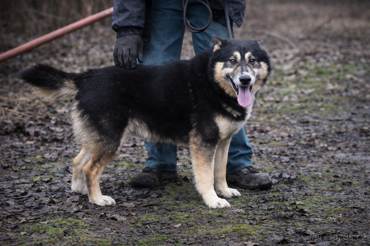 Roger hledá domov - 9