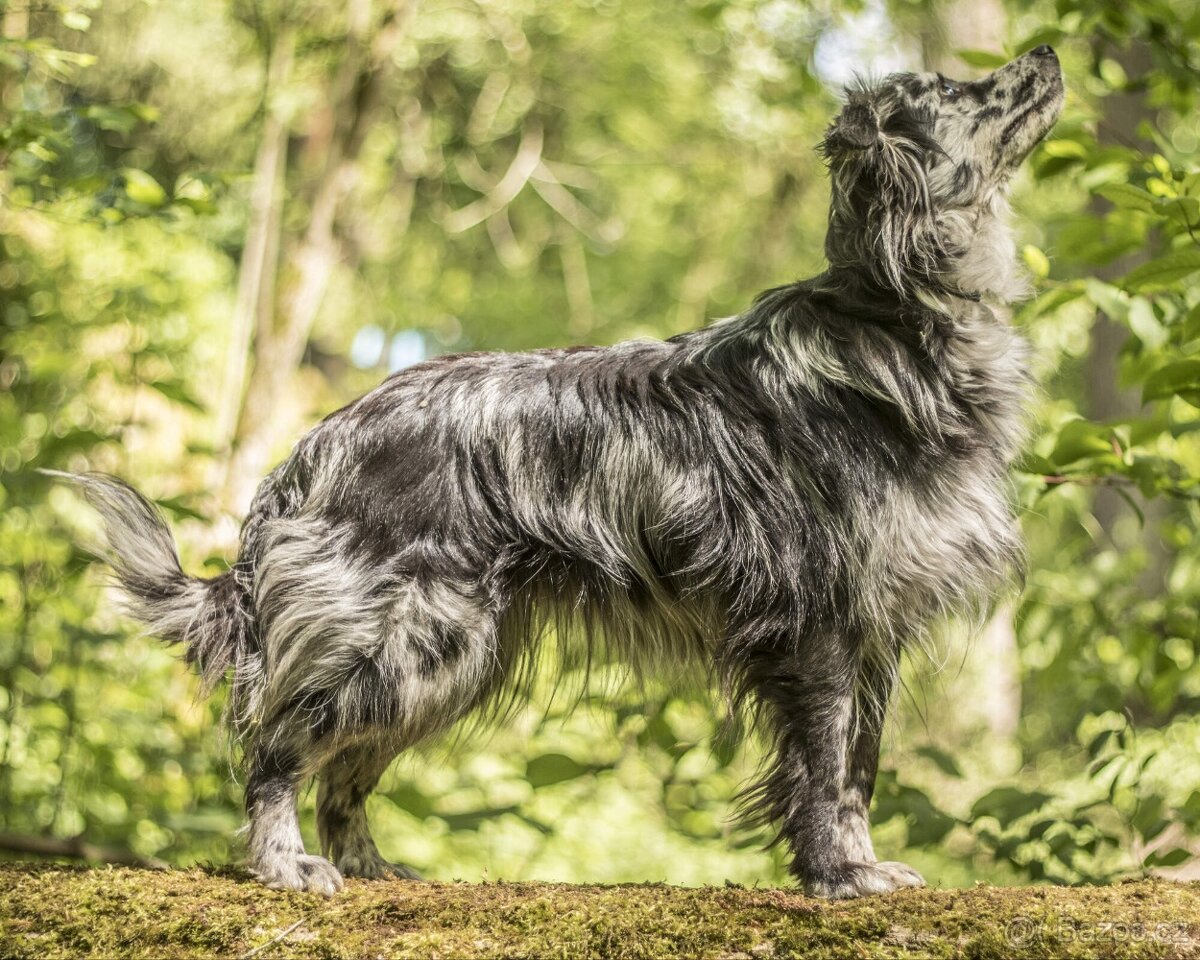 Pyrenejský ovčák - štěňátka s PP - 9