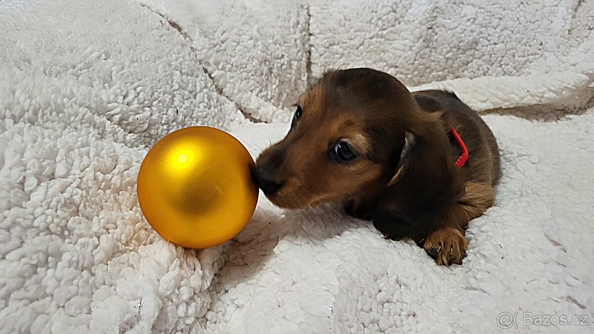 Jezevčík dlouhosrstý trpasličí - 9