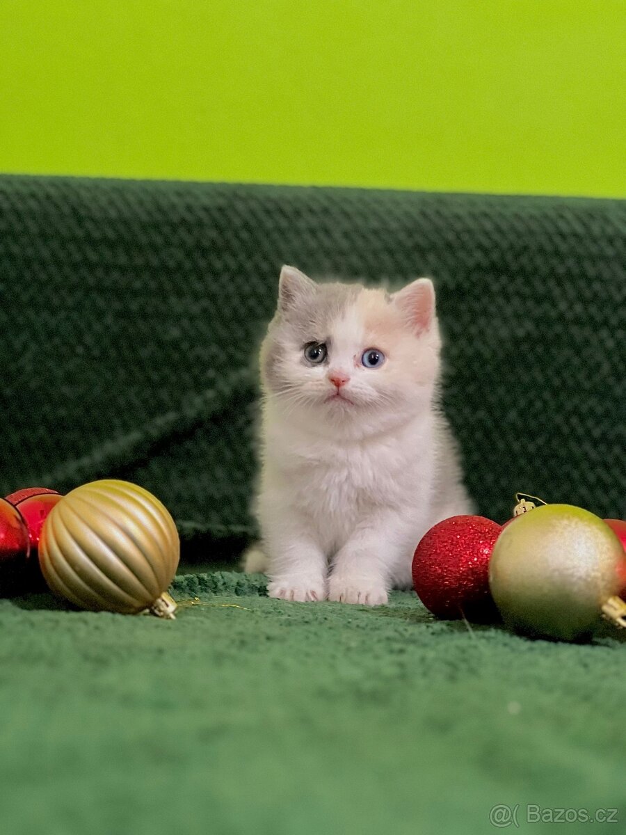 Britský kocour - 9