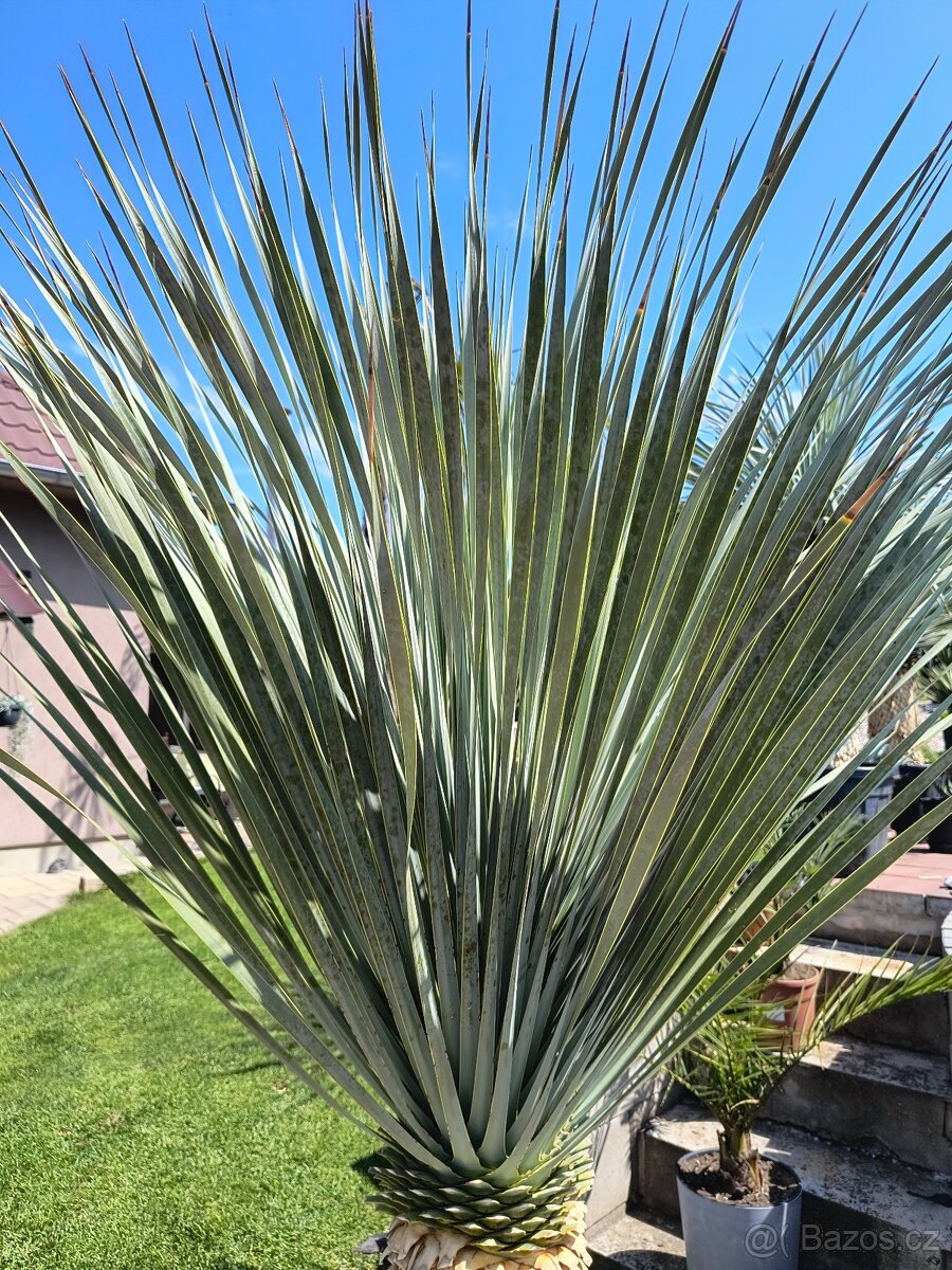 Sabal brazoriensis yucca juka - 9