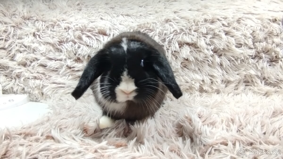 Zakrslý beránek, králíček, králík - 9