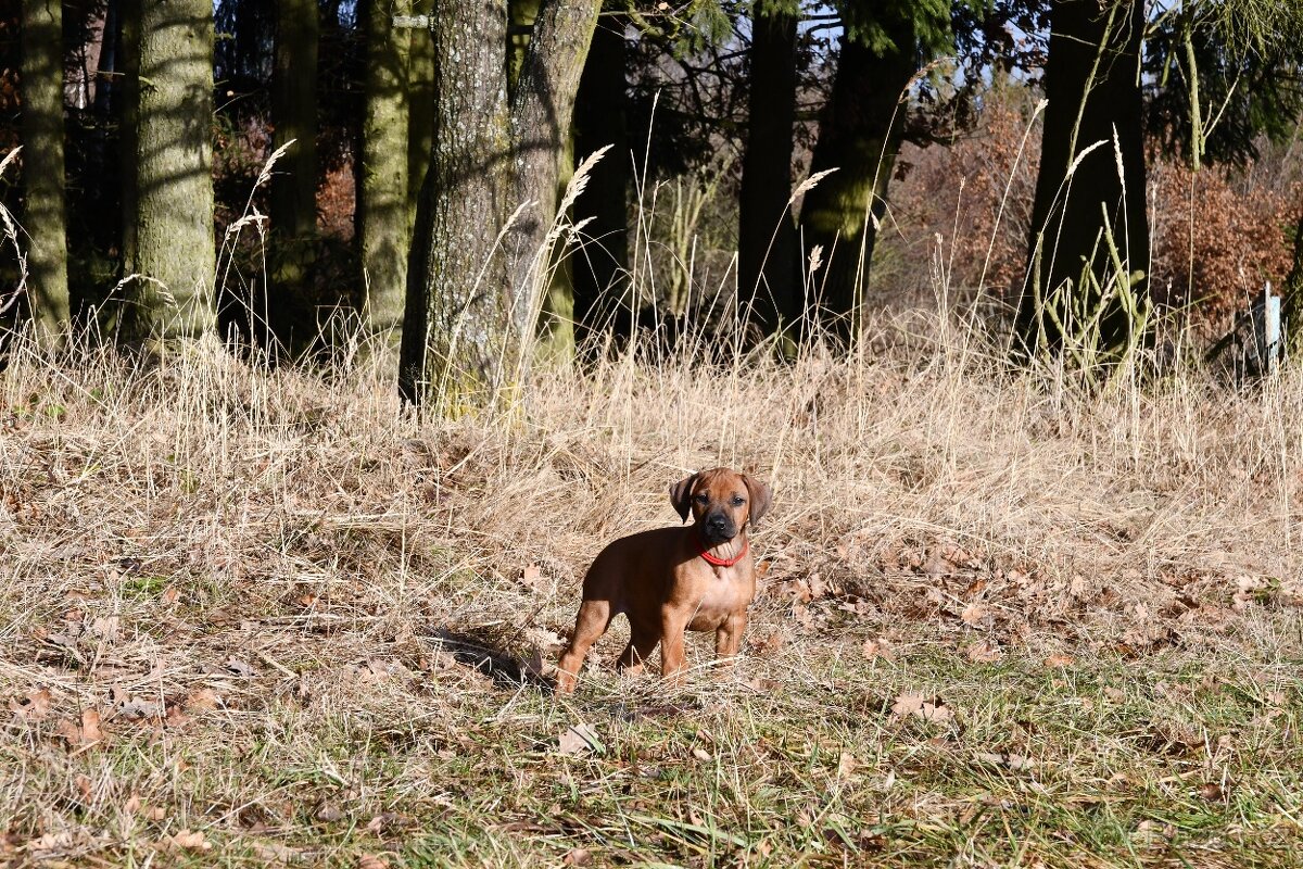 Rhodeský Ridgeback - štěňátka s PP - 9
