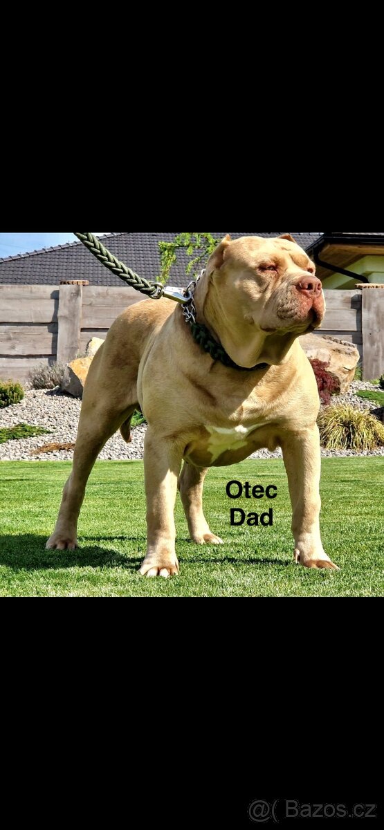 American Bully XL - 9