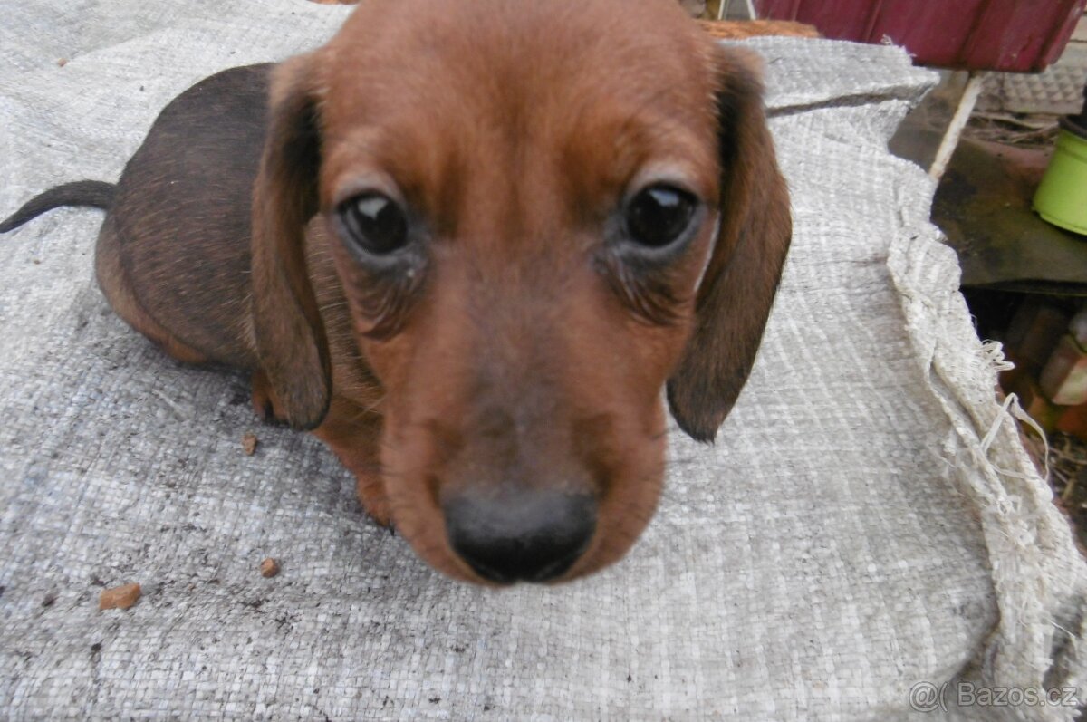 Prodej jezevčíků - 9