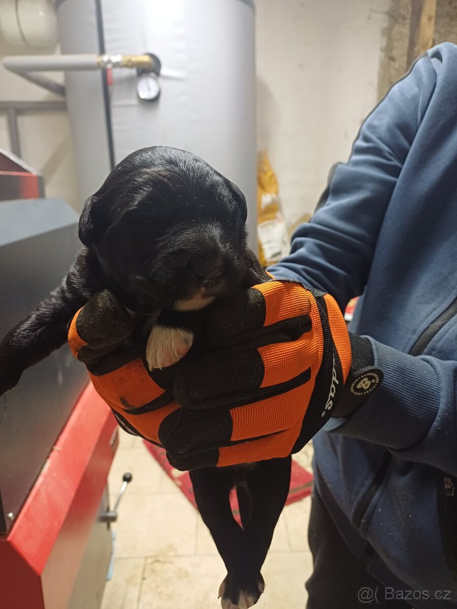 Štěňata - 9