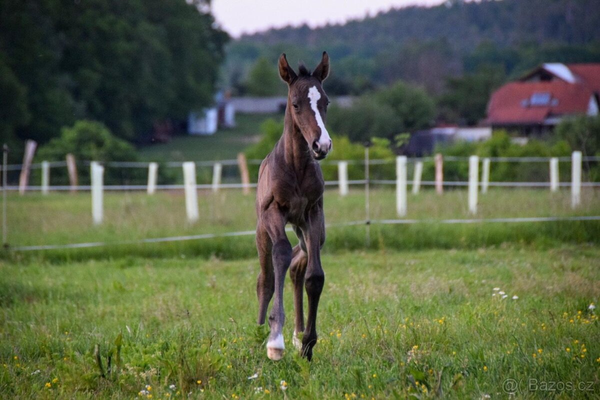 Lusitano klisna nar. 5/2024 - 9