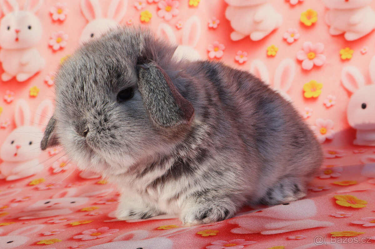 MiniLop beránci - 9