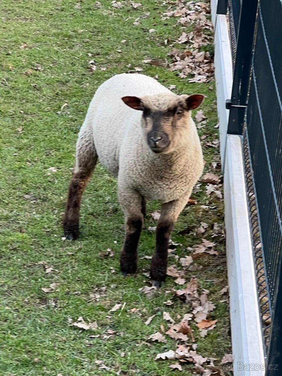 Jehně Charollais - 9